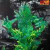 One Piece LX Studio Brook Resin Statue 7 1